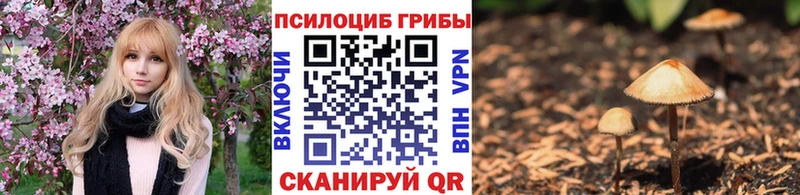 Купить  Лабинск  Галлюциногенные грибы Psilocybe 